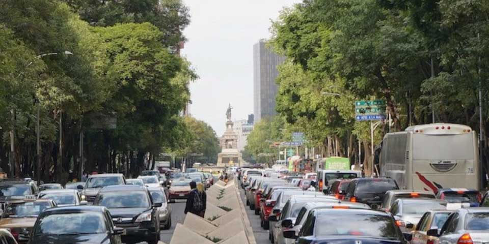 Gobierno capitalino compró árboles con sobreprecio a empresa fantasma