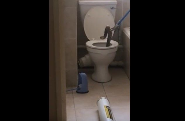 #Viral serpiente venenosa aparece en inodoro
