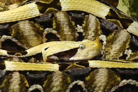 Serpiente africana muerde a bióloga en el Zoológico de Chapultepec