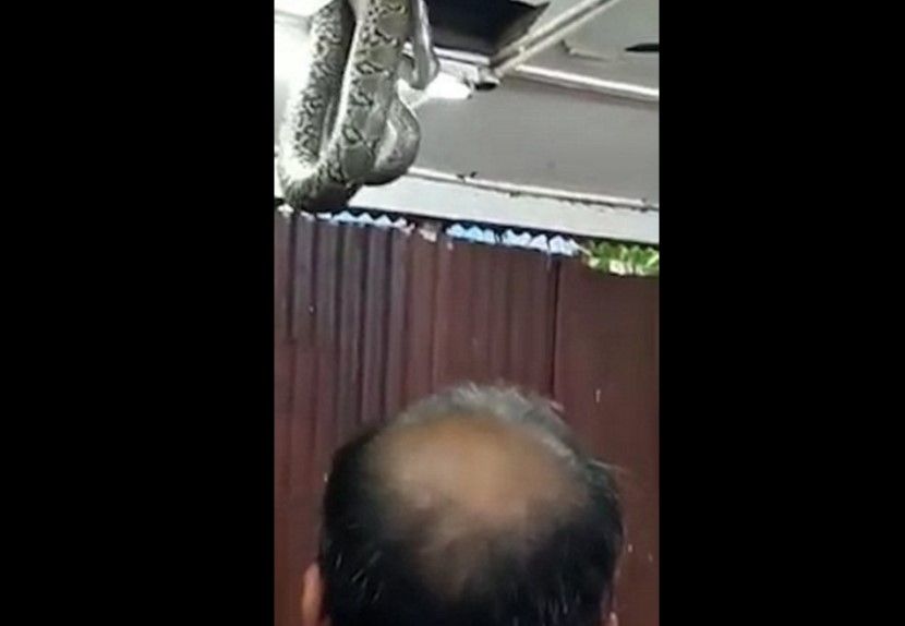 Video: encuentran serpiente de 6 metros en techo de un restaurante