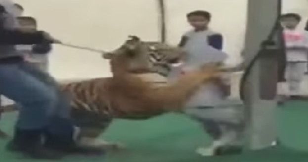 Video: tigre ataca a niña en Arabia Saudita
