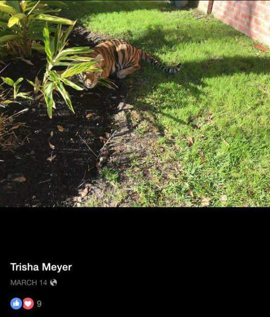 Arrestan a mujer que tenía tres tigres en su casa - tigres