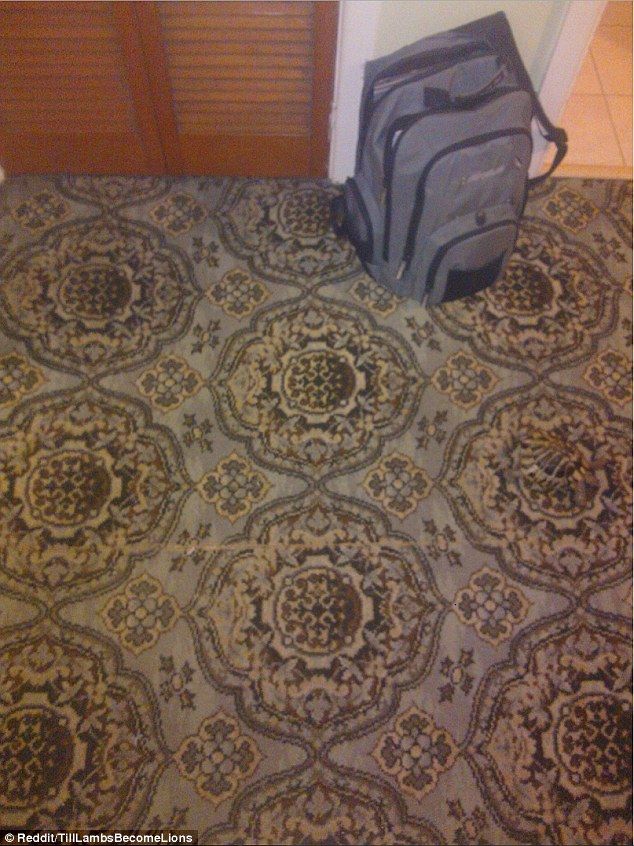 Encuentra la tortuga y el petirrojo