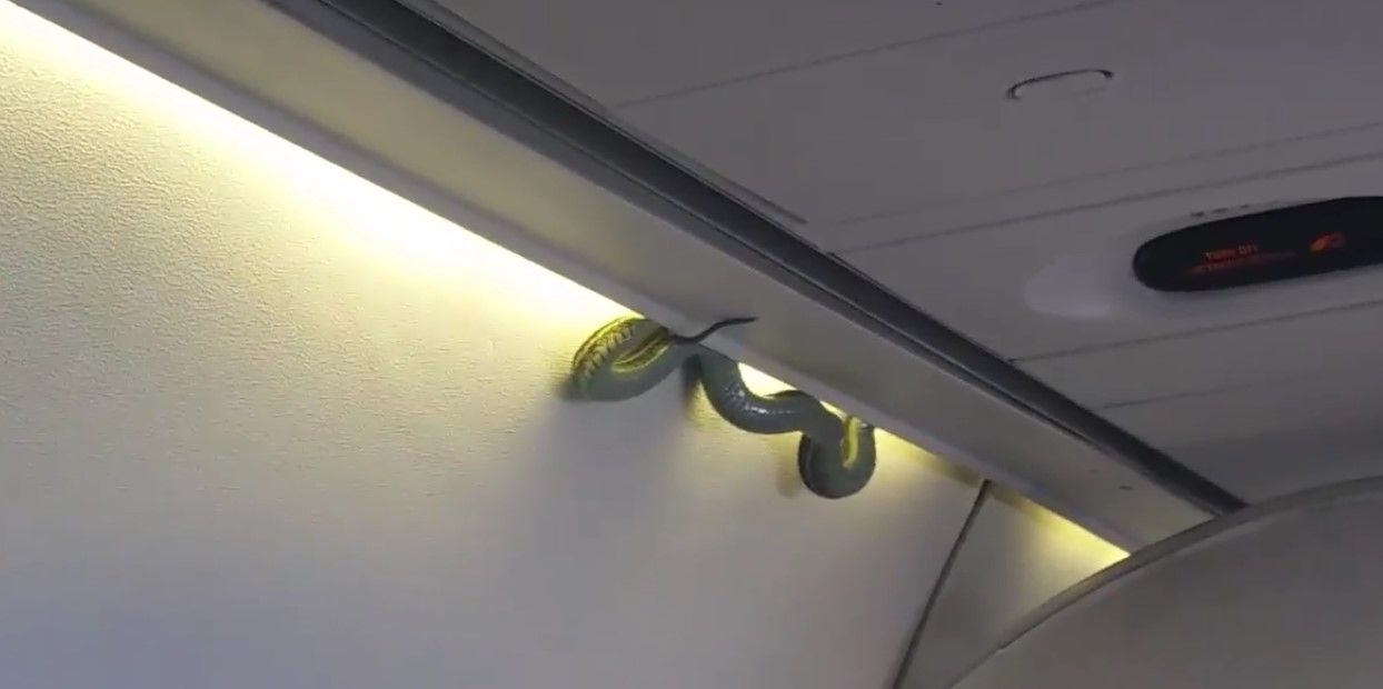 Video: serpiente a bordo en vuelo de Aeroméxico