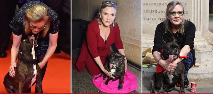 Carrie Fisher sufre ataque cardiaco - 1223-carrie-fisher-dog-footer2-3-e1482536835135