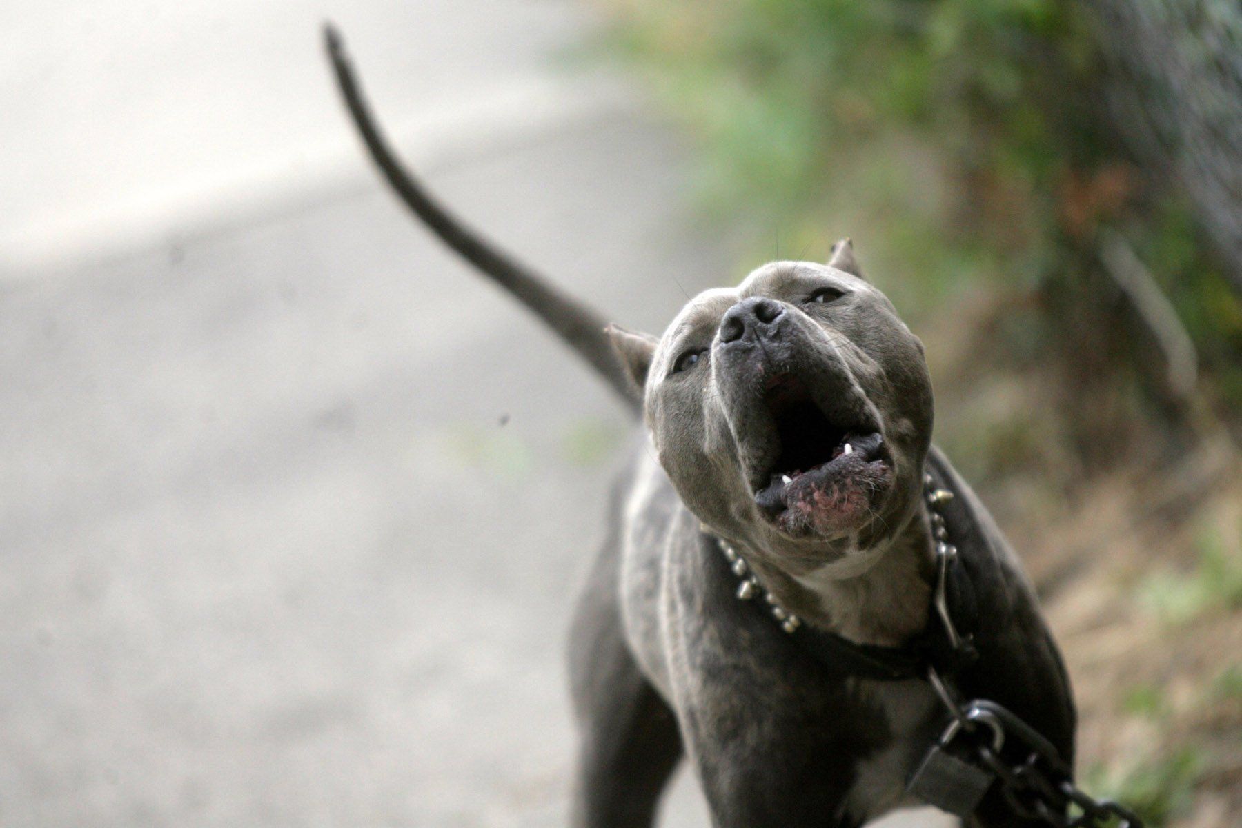 Menor en condiciones críticas tras ataque de pit bull