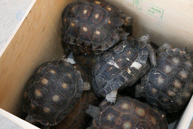 Encuentran once tortugas en paquetería de Yucatán