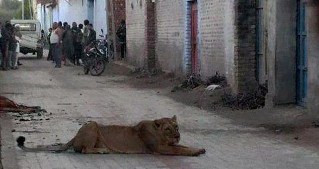 Video: leona causa terror en villa de India