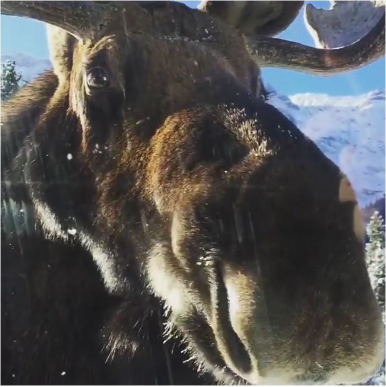 Video: la temporada en que los alces lamen los vehículos