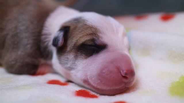 Nace el primer perro clonado en América Latina - Anthony-Perro-Clonado-3