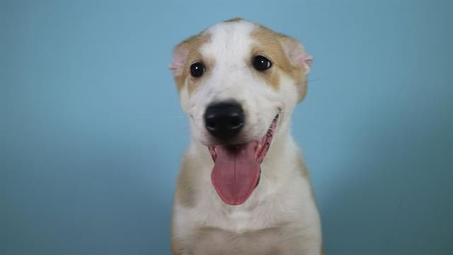 Nace el primer perro clonado en América Latina - Anthony-Perro-Clonado