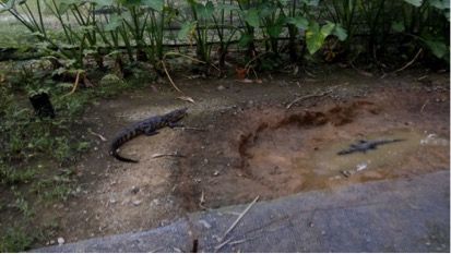 Capturan cocodrilo en zona urbana de Veracruz