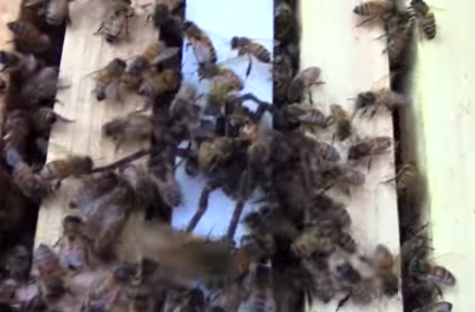 Video: tarántula es devorada por abejas