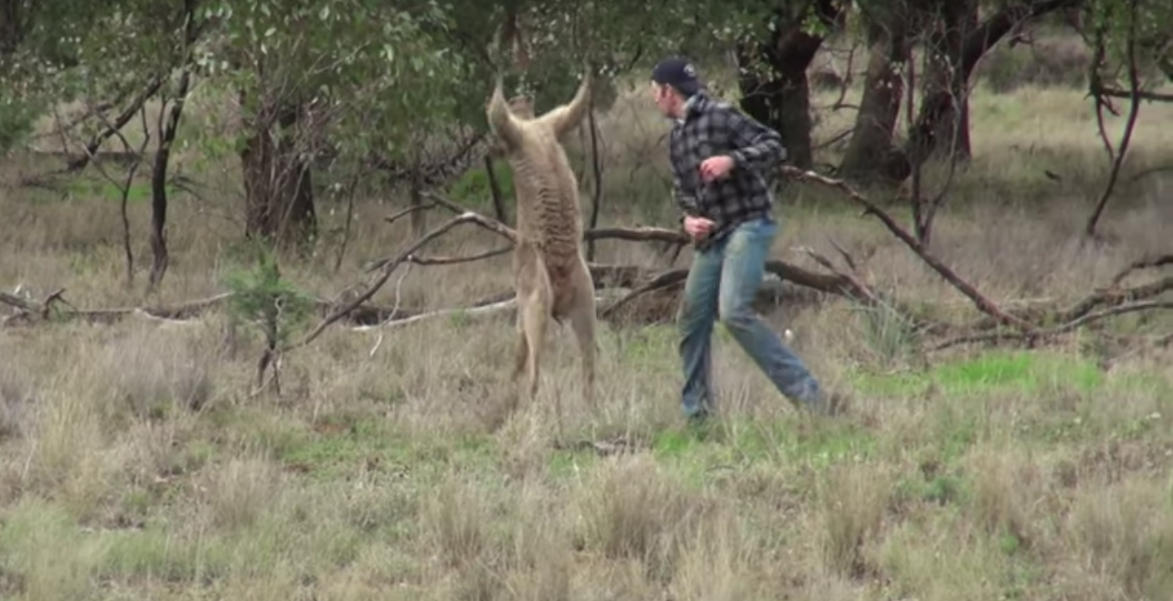 #VIRAL: hombre salva a su perro golpeando a un canguro en la cara #VIRAL: hombre salva a su perro golpeando a un canguro en la cara