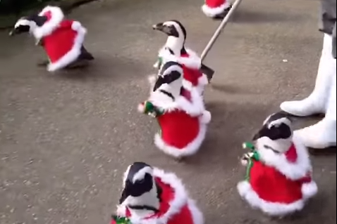 Video: disfrazan a pingüinos de Santa Claus en Japón