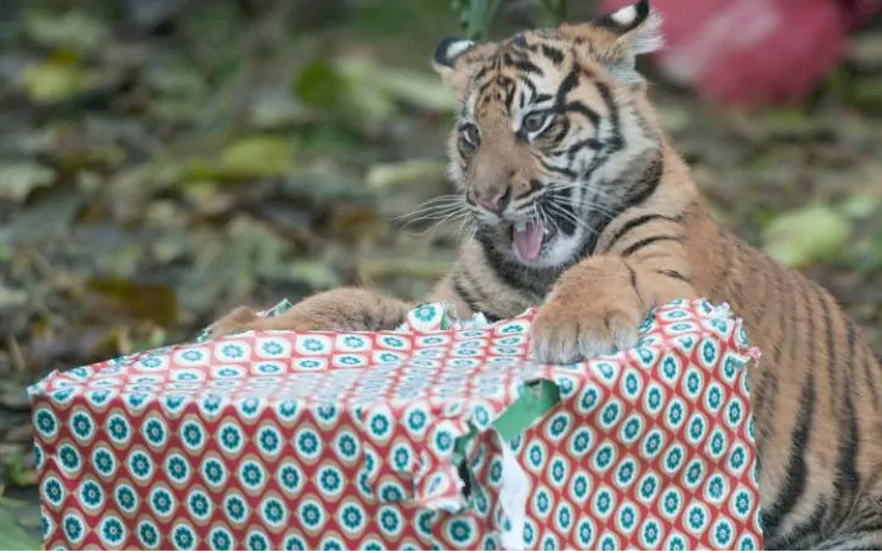 Zoológico de Londres da regalos navideños a sus animales