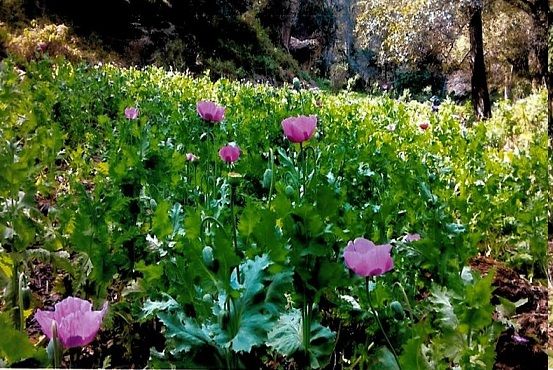 Destruye PGR más de 448 mil plantas de amapola en Jalisco - FOTO-2