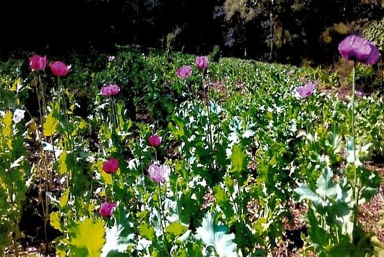 Destruye PGR más de 448 mil plantas de amapola en Jalisco