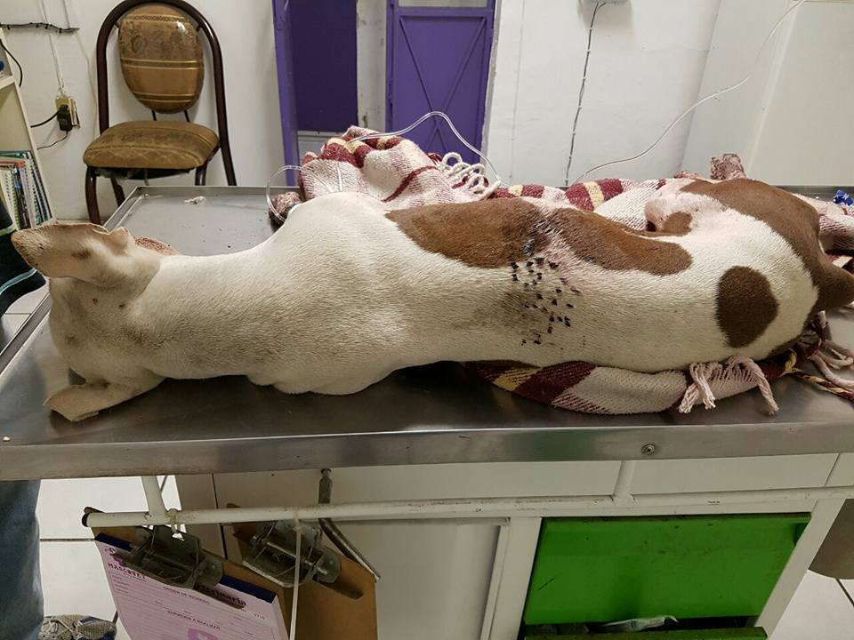 Muere pitbull tras ser atacado por niños con un cohete