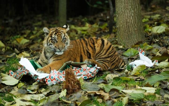 Zoológico de Londres da regalos navideños a sus animales - Tiger-cubs-get-Christmas-presents-c-ZSL-London-Zoo-3-large_trans_NvBQzQNjv4Bq5yQLQqeH37t50SCyM4-zeGtT0gK_6EfZT336f62EI5U