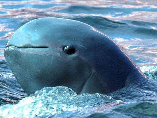 Planean capturar vaquitas marinas para evitar su extinción - Vaquita-marina