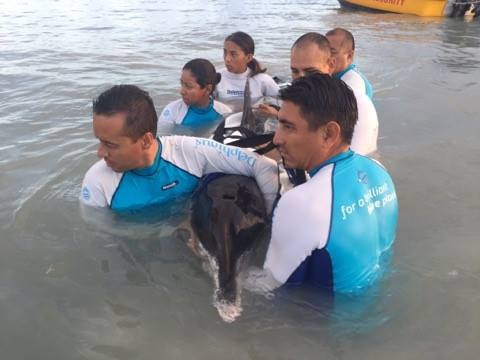 Intentan, sin éxito, rescatar a delfín varado en Cancún
