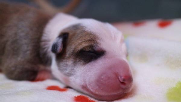 Nace el primer perro clonado en América Latina Nace el primer perro clonado en América Latina