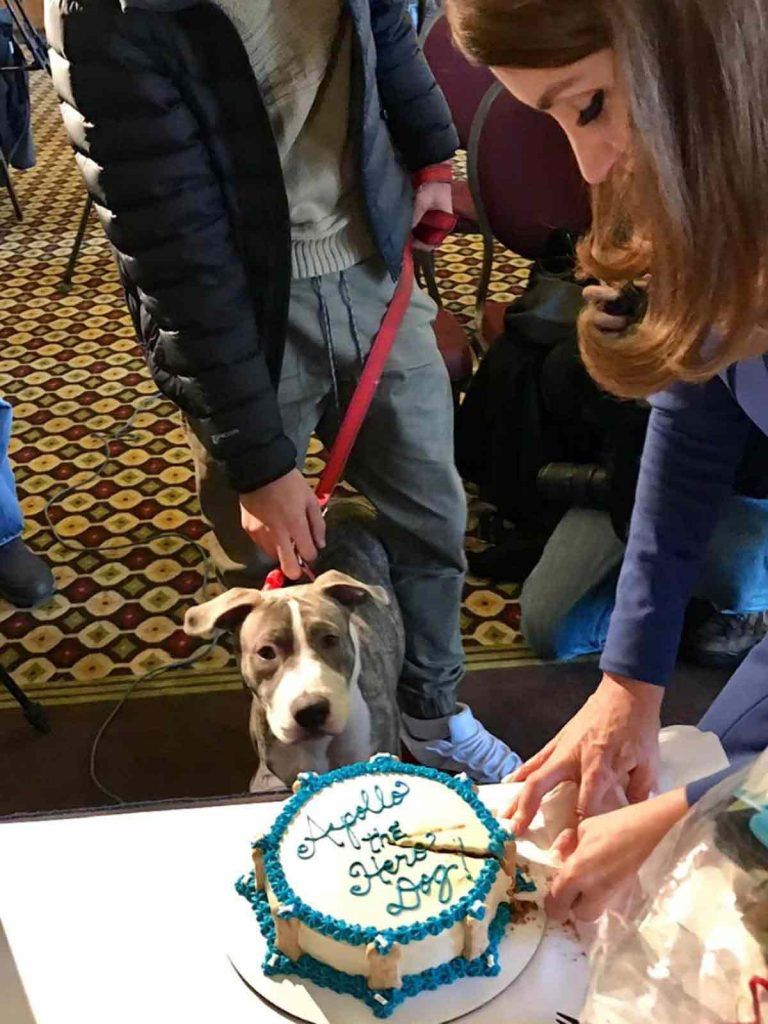Condecoran a perro que salvó a joven de ser violada - apollo-I-768x1024