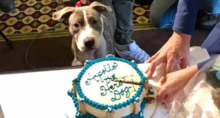 Condecoran a perro que salvó a joven de ser violada