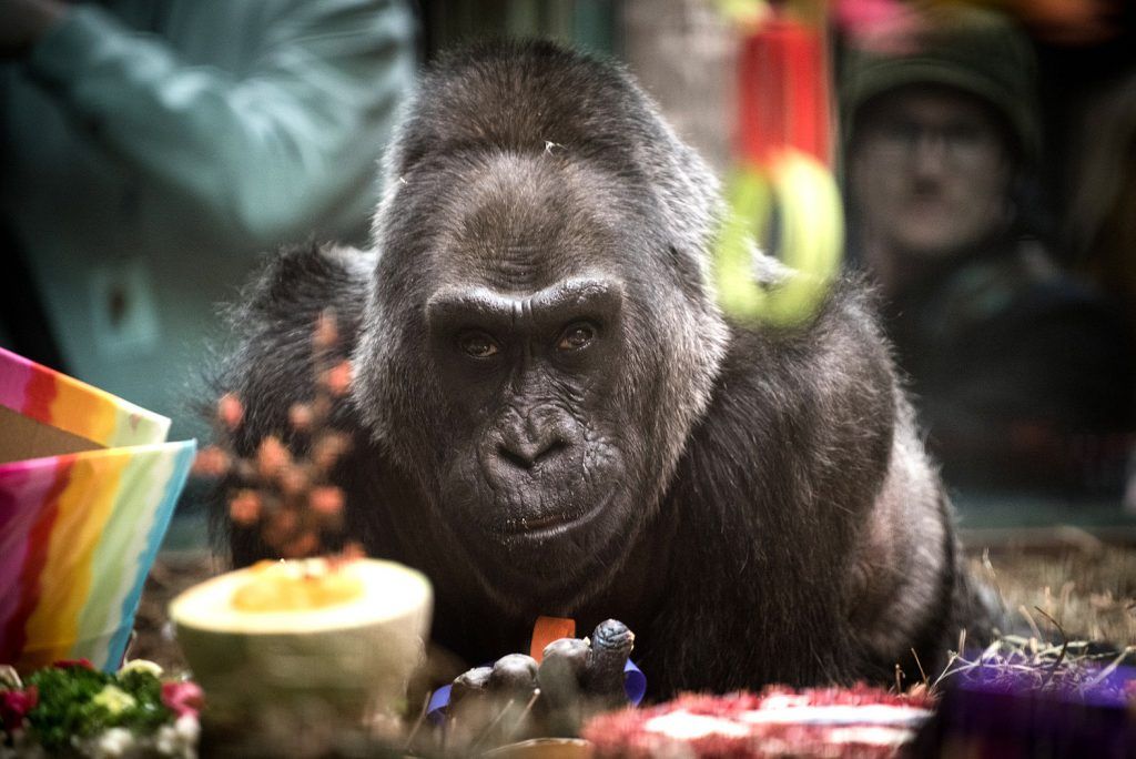 La gorila más longeva de EE.UU., cumple 60 años - colo-1024x684