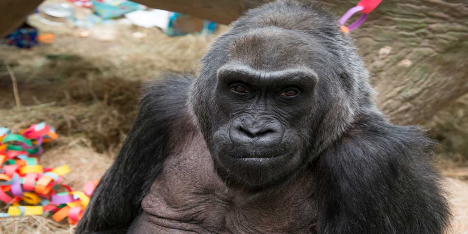 La gorila más longeva de EE.UU., cumple 60 años
