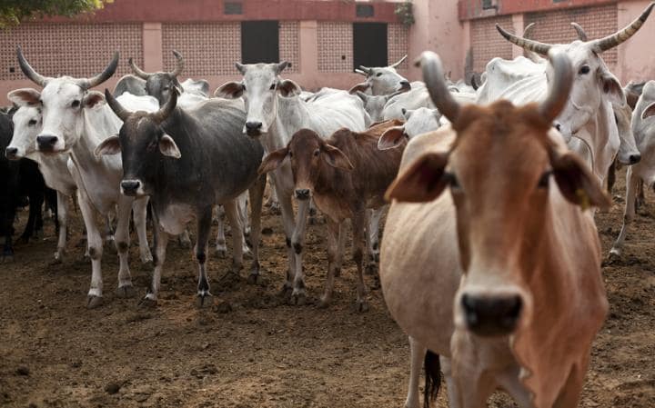 Diez platillos extraños alrededor del mundo - comida10