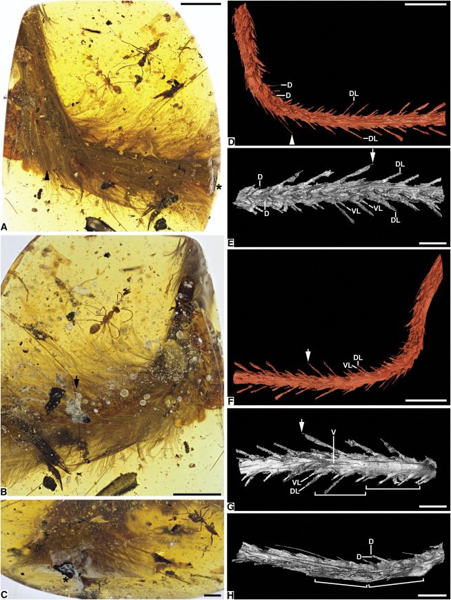 Ámbar preservó una cola de dinosaurio - dinosauurio