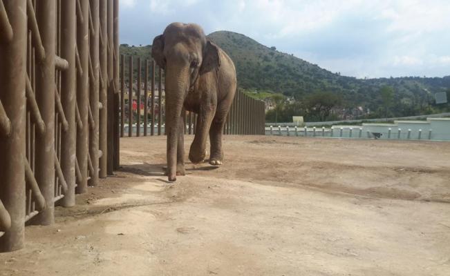 Profepa investiga muerte de elefante en Ecatepec