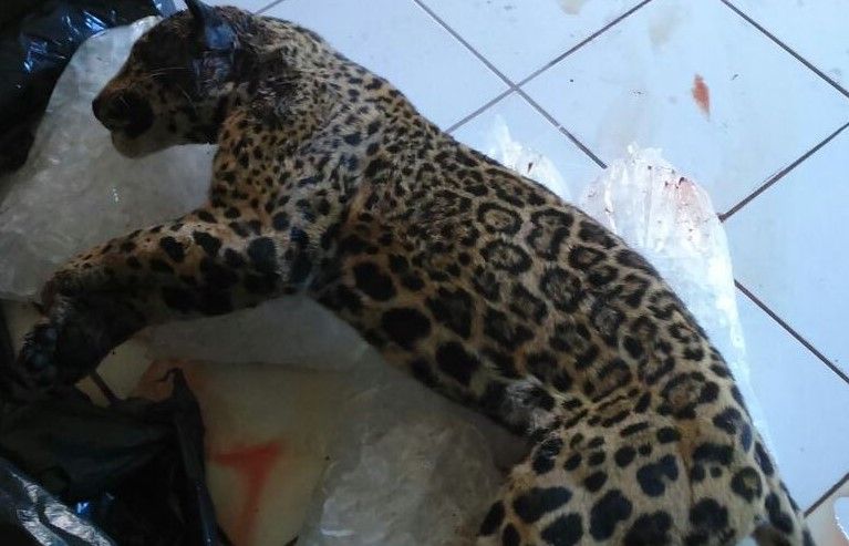 Policías matan ejemplar de jaguar en Jalisco