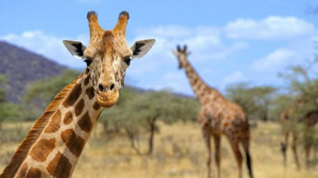 Las jirafas se encuentran a unos pasos de la extinción - jirafas-1024x575