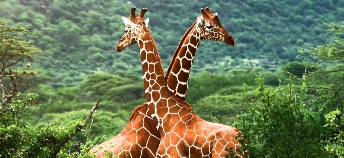 Las jirafas se encuentran a unos pasos de la extinción