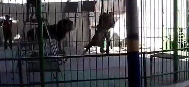Video: león mata a domador en circo de Egipto