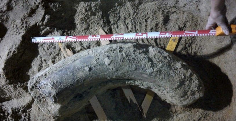 Descubren fósiles de mamut en el metro de Los Ángeles - mamuts-los-angeles-2