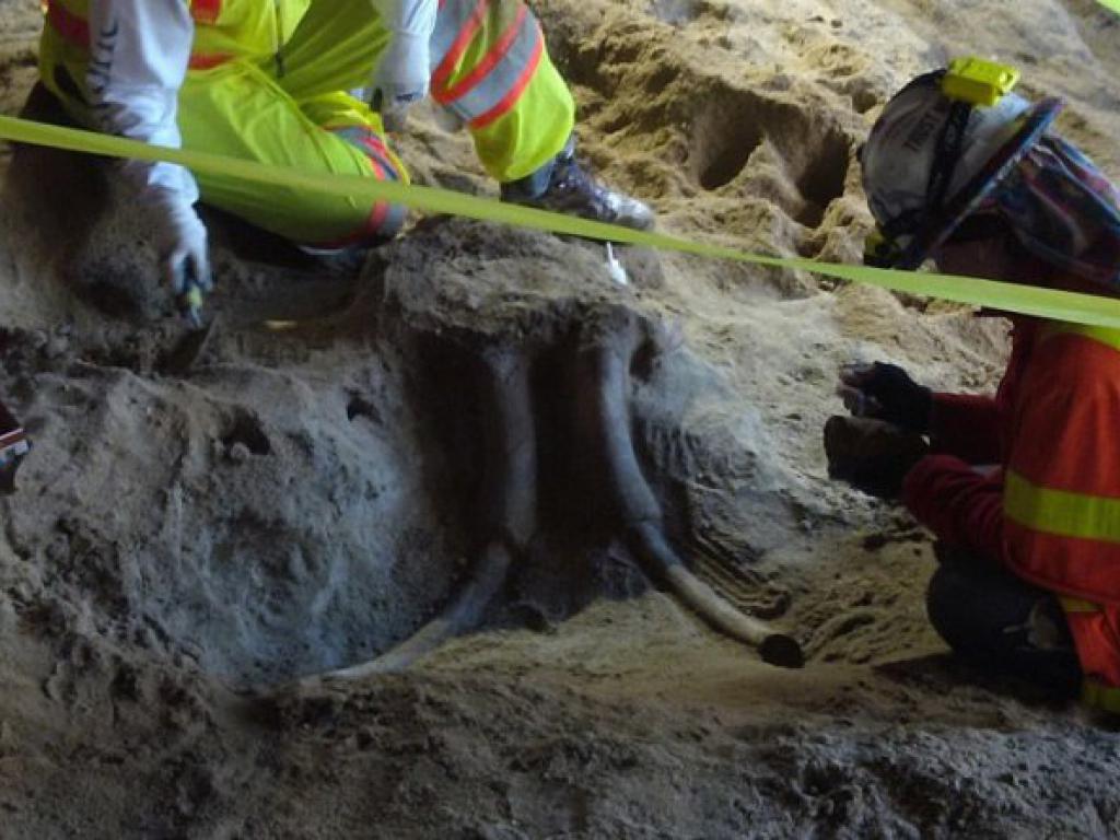 Descubren fósiles de mamut en el metro de Los Ángeles
