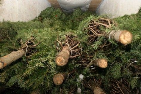 PROFEPA regresa a EE.UU. más de 14 mil árboles de Navidad con plagas - navidad-2