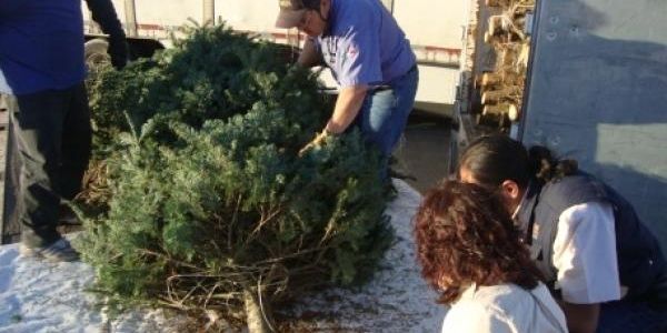 PROFEPA regresa a EE.UU. más de 14 mil árboles de Navidad con plagas - navidad-4