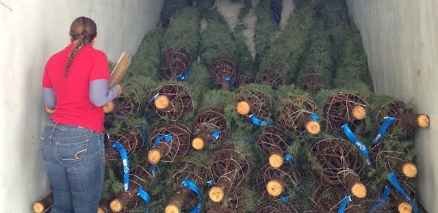 PROFEPA regresa a EE.UU. más de 14 mil árboles de Navidad con plagas