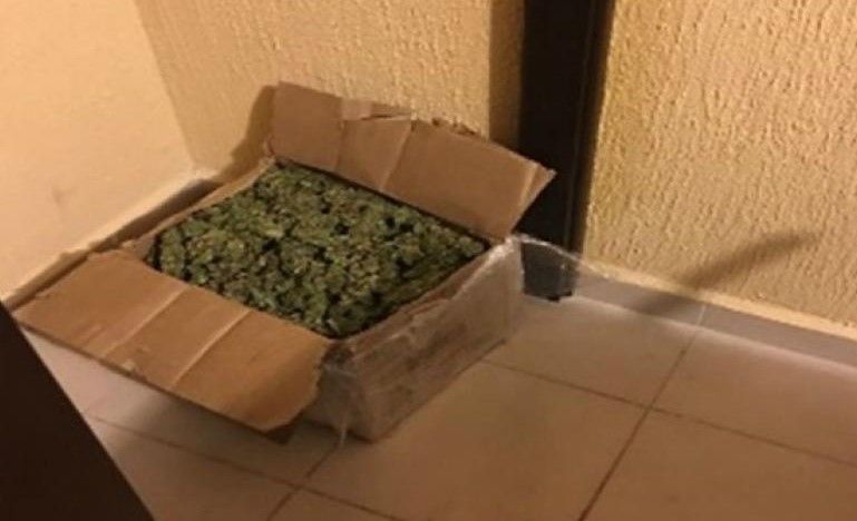 Decomisan casi dos toneladas de mariguana en Nuevo León - nuevo-león