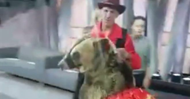 Video: conductora atacada por osa en programa de televisión