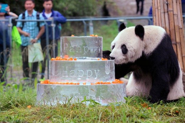 Muere el panda Pan Pan en China Muere el panda Pan Pan en China