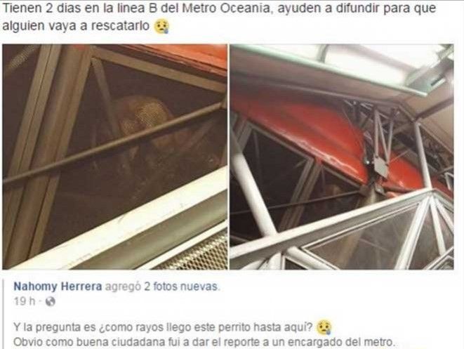 Rescatan a perro atrapado en techo del Metro Oceanía - perro-en-oceanía