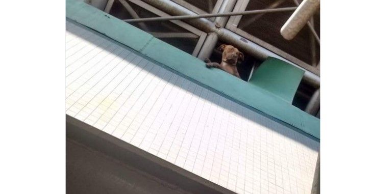 Rescatan a perro atrapado en techo del Metro Oceanía