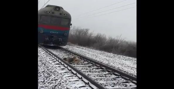 Video: tren pasa por encima de perros en Ucrania