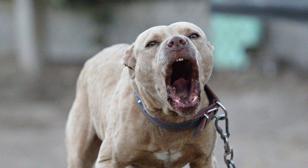 Pitbull mata a su dueño de 73 años en Venustiano Carranza